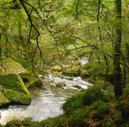 Golitha Falls