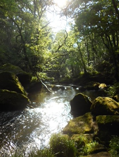 Golitha Falls