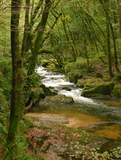 Golitha Falls